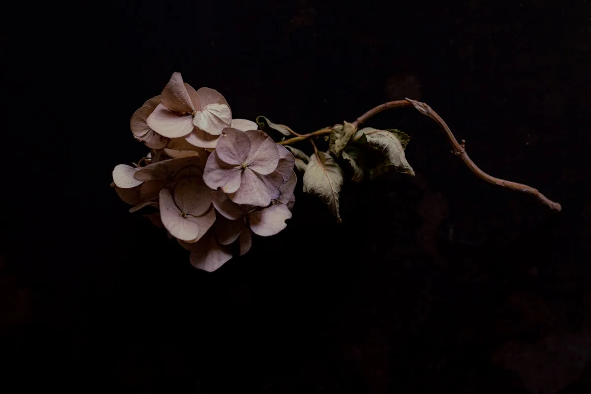 Un fiore bianco macro che si apre — metafora dell'autostima che fiorisce
