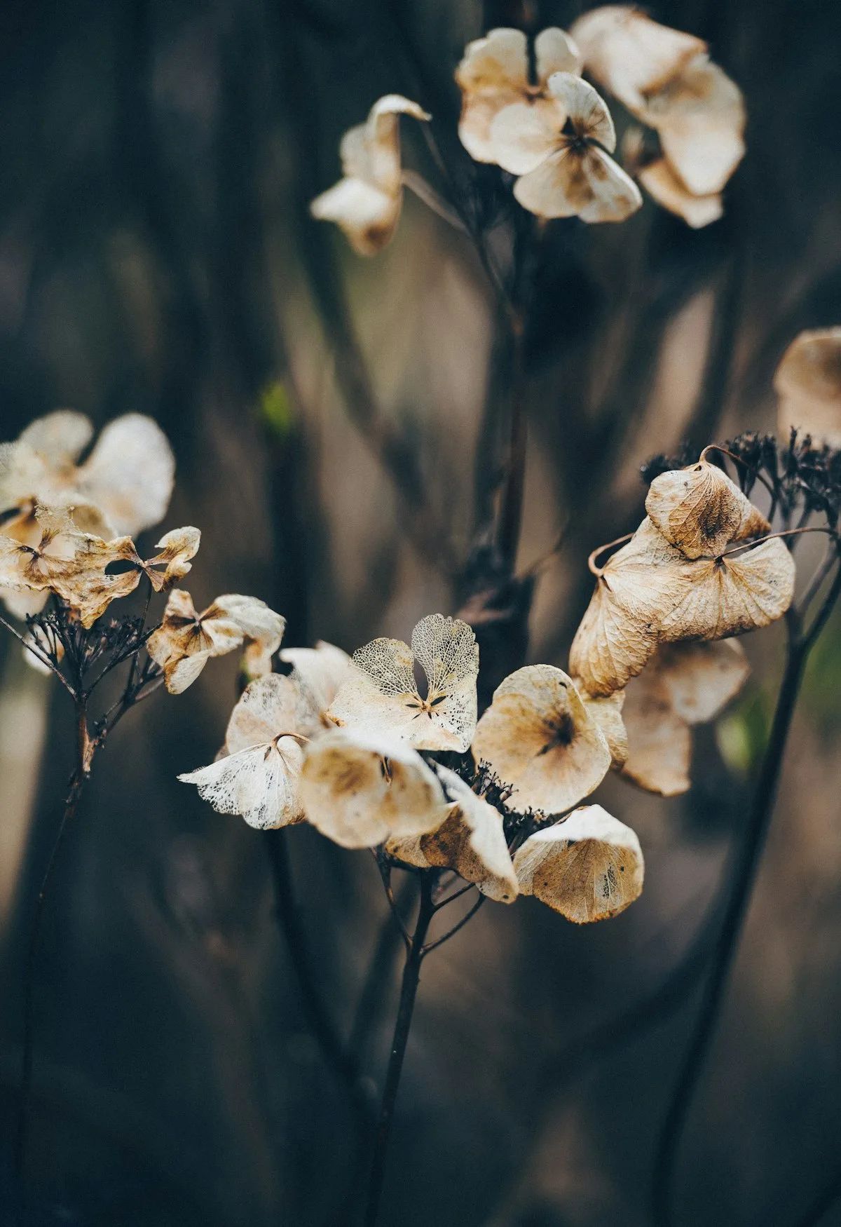 Fiori secchi delicati — la bellezza di ciò che ha attraversato il tempo